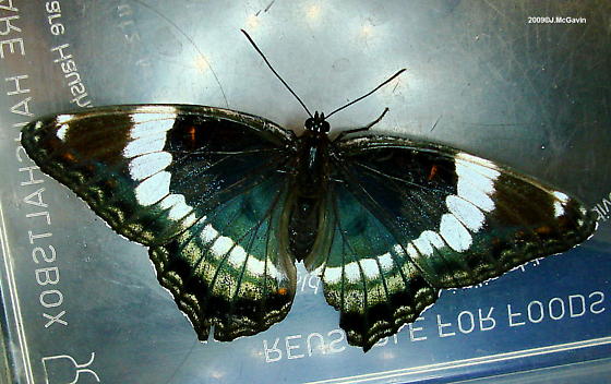 Liminitis astynax (aberrant, hybrid with arthemis, 7.23.2009 Carbon Co. PA, live) (Internet Image property of respective owner, non-commercial use only)